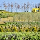 신안군 ‘꽃길 따라 걸으면 황금빛 행운’ 2025 아자니아 꽃축제 성공적 개최.....