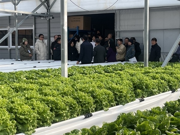신안군 청년 농부 ‘이지팜’ 이지훈 대표, 스마트팜 성공 비결 공개..'최첨단 분무수경 기술로 물 절약 및 고품질 유럽 상추 연중 생산 성공'1