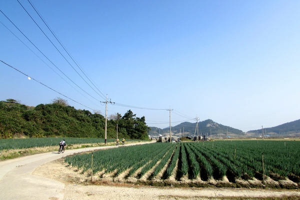 천도천색 천리길 임자도 자전거투어3 1