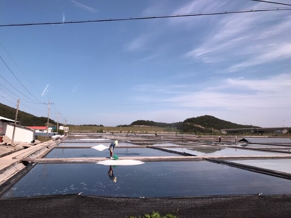 증도에서 라이딩과 캠핑을 ~~~~ 2