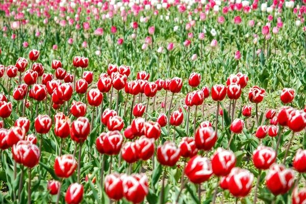 천도천색 천리길의 2코스 증도, 임자도 1