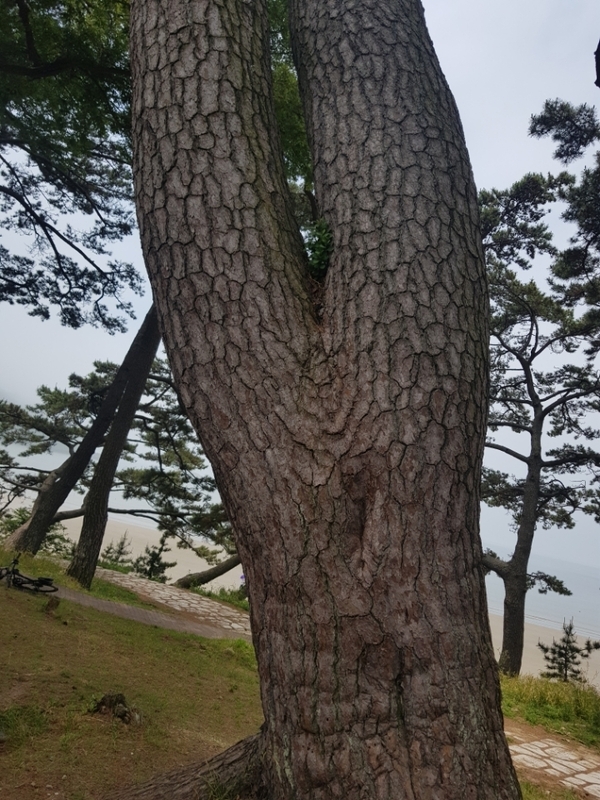 안좌, 팔금, 암태, 자은도 1박2일 단체 라이딩 후기 3