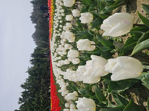 환상적인 임자도, 튤립 축제를 가다 1