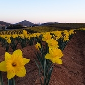 수선화재배단지 전경