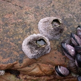 굴등(검은큰따개비)