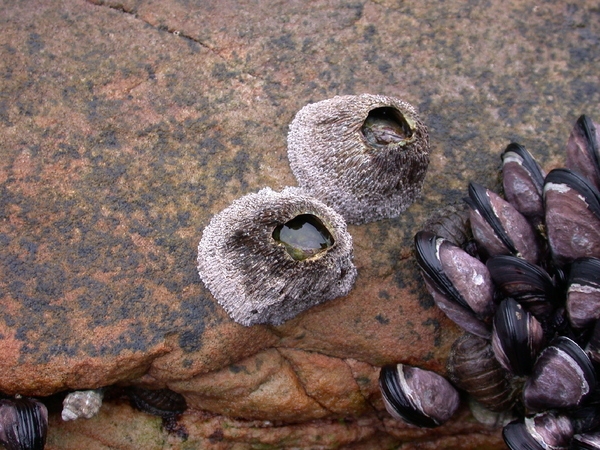 굴등(검은큰따개비) 1