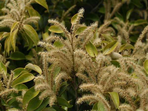 구실잣밤나무 1