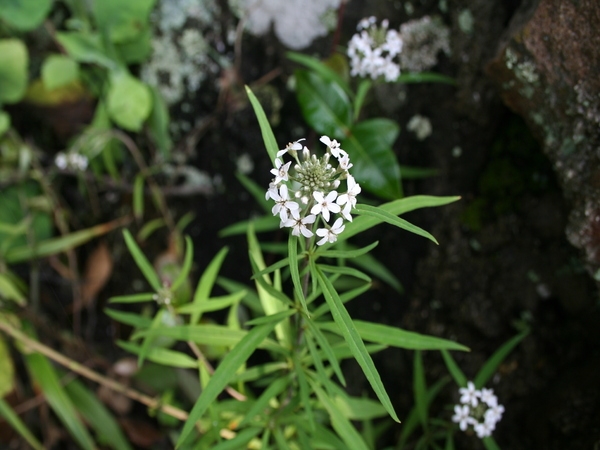 홍도까치수영 1