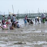 제1회 섬.갯벌 올림픽 축제 