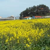 2010년 흑산도의 봄~~(2)