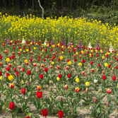 2010년 흑산도의 봄~~(3)