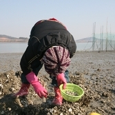 갯벌 굴 채취