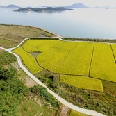 신안군의 가을 들녘