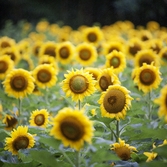 비금도팜파티_해바라기