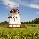 임자도 튤립공원