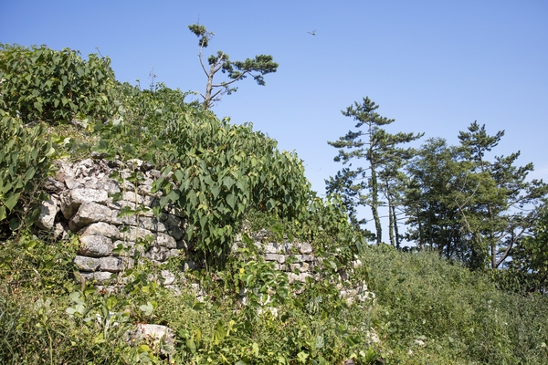 장산도 도창리 노거수림, 대성상 6