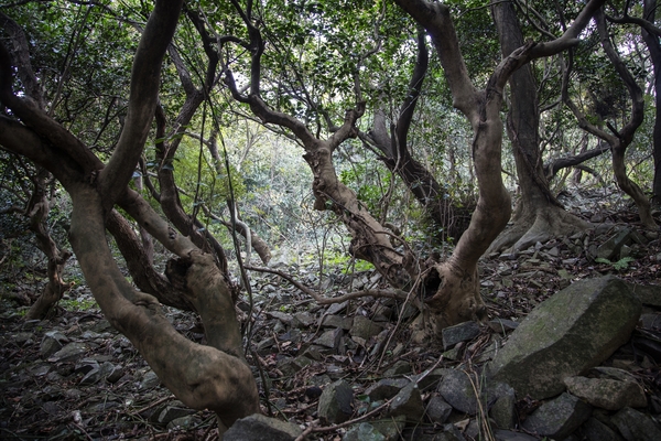 안좌 자라도 망회산 생태숲 4