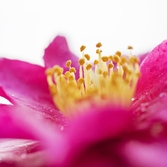 압해 분재공원 붉은 애기동백