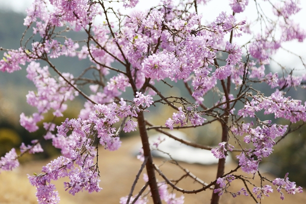 압해 분재공원 산앵두나무꽃 5