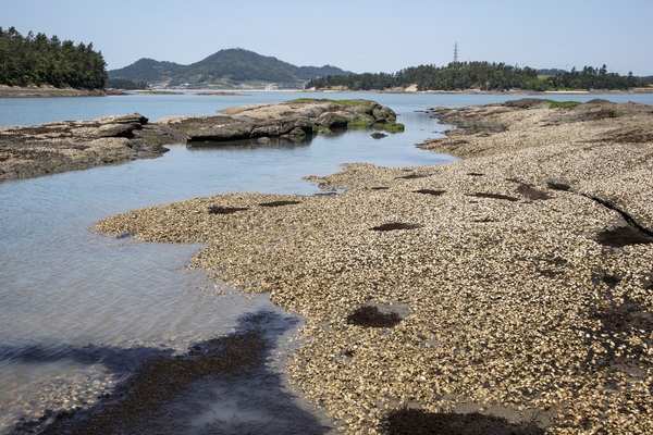 장산 백야도해변 1