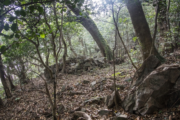 흑산면 대둔도 오리마을 당숲 3