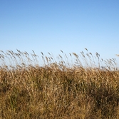 가란도모실길 갈대