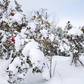 압해 눈온 뒤 송공산 애기동백