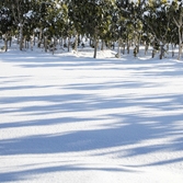 압해 눈온 뒤 풍경 황칠나무