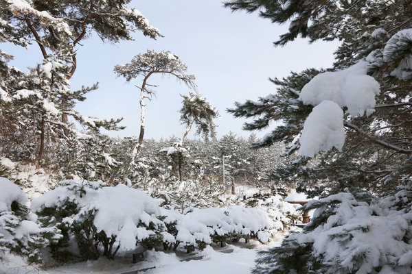 압해 설경풍경 압해정씨 도선산묘 4