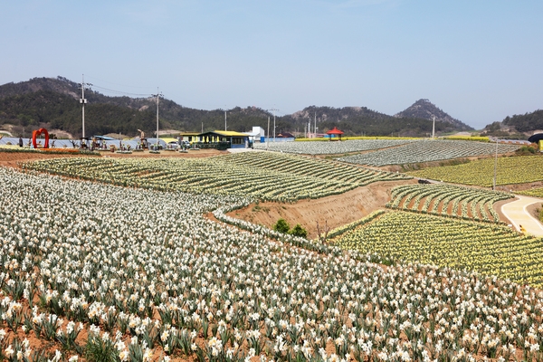 지도읍 선도 수선화 006 5