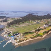 지도읍 선도 수선화 006