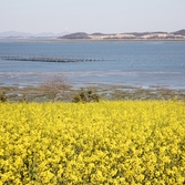 지도읍 선도 유채꽃