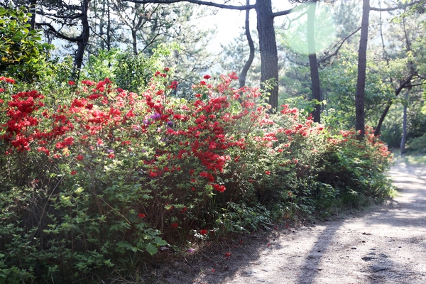 압해읍 송공산철쭉 2