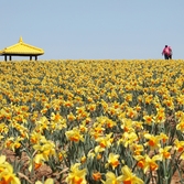 지도읍 선도 수선화 002