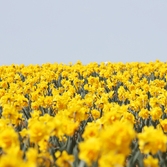 지도읍 선도 수선화 003