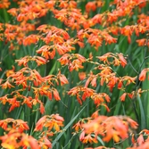 압해읍 크로코스미아 003