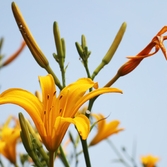 흑산면 홍도원추리 001