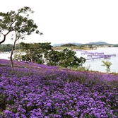 안좌면 박지도 아스타꽃 001