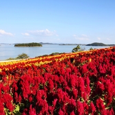 증도면 병풍도 맨드라미 001