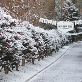 압해읍 겨울꽃 애기동백 001