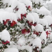 압해읍 겨울꽃 애기동백 002