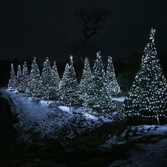 압해읍 분재공원 선주목트리