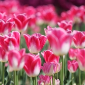 임자면 튤립 001