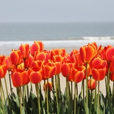 임자도 튤립 002