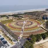 임자도 튤립 003