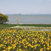 지도읍 선도 수선화 004