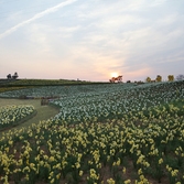 지도읍 선도 수선화 005