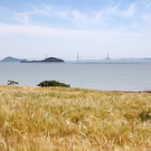 압해읍 매화도 보리밭