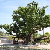 압해읍 매화도 대동마을