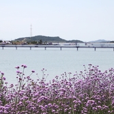 안좌면 퍼플섬 버들마편초 001